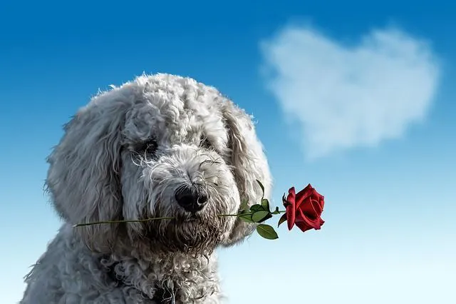 valentines day 3135789 640